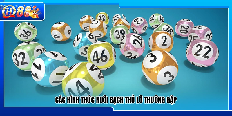 Những cách nuôi bạch thủ lô phổ biến hiện nay