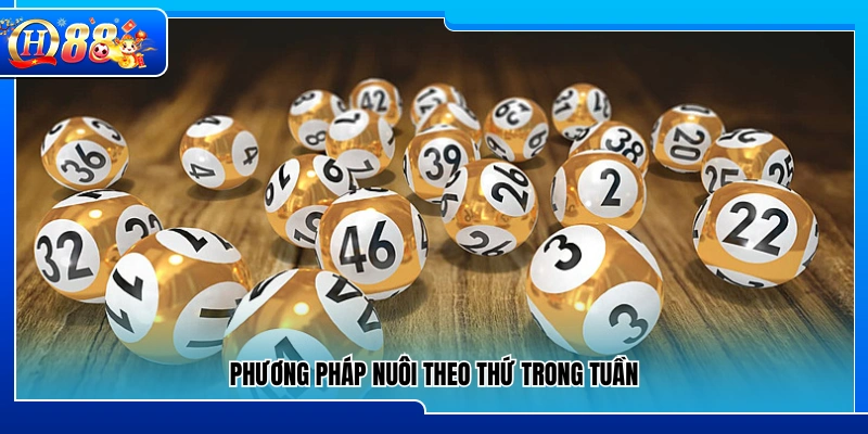 Cách nuôi bạch thủ lô dựa theo ngày trong tuần