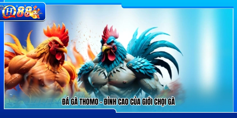 Đá gà Thomo – Sân chơi danh giá bậc nhất làng gà