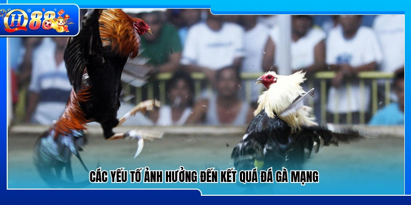 Những yếu tố tác động trực tiếp đến kết quả đá gà mạng